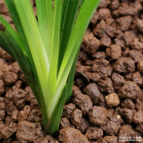 园艺界的蓝白风潮