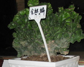 换盆， 就像给花草换个新家