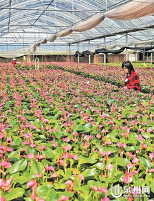 花卉行业现状和发展趋势