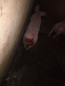 猪脱肛问题是什么原因引起的？