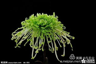 如何根据美人菊的生长情况科学合理地进行修剪
