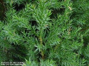 （1）叶子颜色的多变