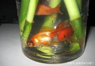 水里养鱼，营养双丰收