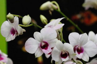 室内绿植养护入门：盘点那些适合家中的绿植品种