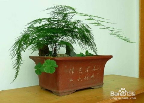 文竹水培烂根怎么办？如何挽救