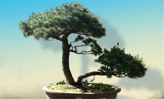 五针松下种蕞佳时机揭秘