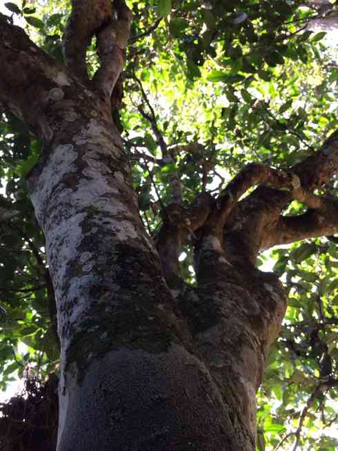 古树茶价格几何？揭秘市场行情
