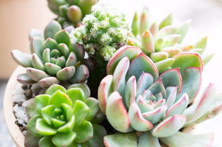 花卉分类，花中寻宝