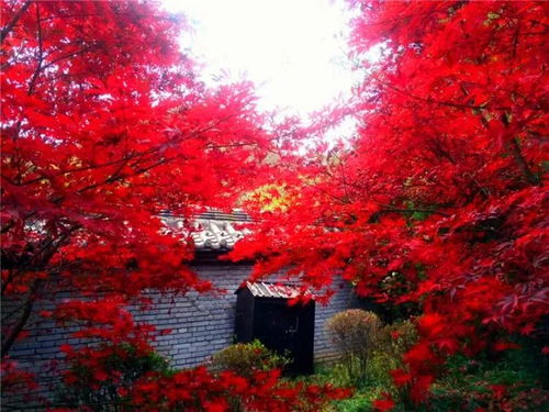 阳光与花青素的舞蹈