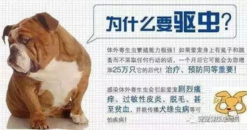 治疗寄生虫病， 阿维菌素粉是专家