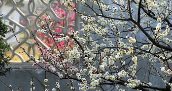 春天赏花去哪儿？这份赏花指南带你领略百花争艳