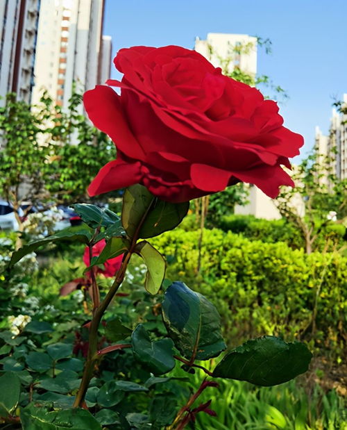 月季牙签苗黄叶问题，揭秘养护秘诀！