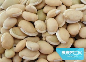 白扁豆性温，健脾化湿