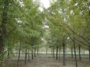 邳州的银杏树，绿意盎然