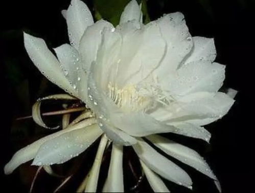 昙花的花语和寓意分别是什么？它有什么特殊的文化象征意义