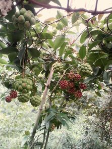 黑老虎盆栽养护全记录视频里的水问题