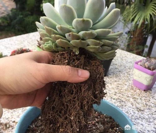 清洁根系：让花儿干干净净