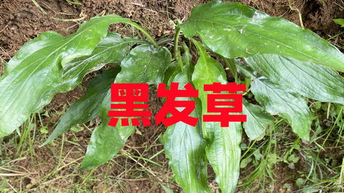 苋菜功效强大，你知道它有哪些作用吗