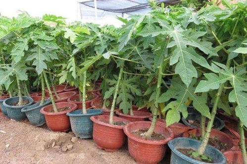 想在家种木瓜？木瓜盆栽种植方法