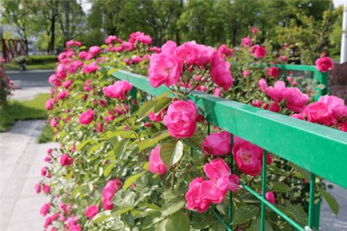 月季花园里月季如何扮靓我国各大城市的街头巷尾呢？