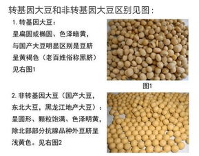 美国转基因大豆与国产大豆，豆粕营养成分及价格有何显著差异？