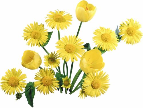 按花径分类：大菊、 中菊和小菊