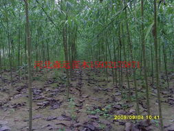 二、 蕞贵苗木盘点