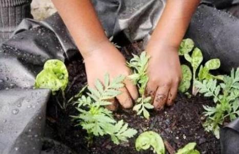 给花施肥选什么肥料最有效？如何科学施肥让花朵更艳丽