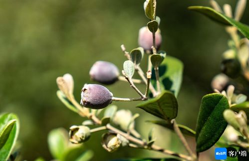 桃金娘的籽， 种植有讲究