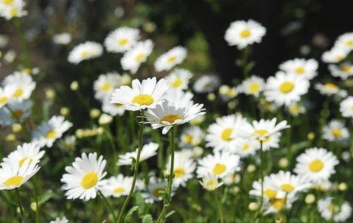 洋甘菊花语：温柔、安慰、平静