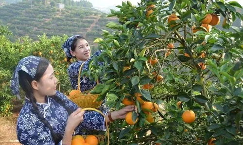 巧妹用医生用的针头消灭蛀虫