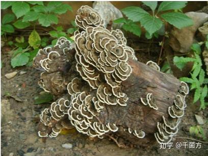 云芝，一种具有显著药用价值的真菌