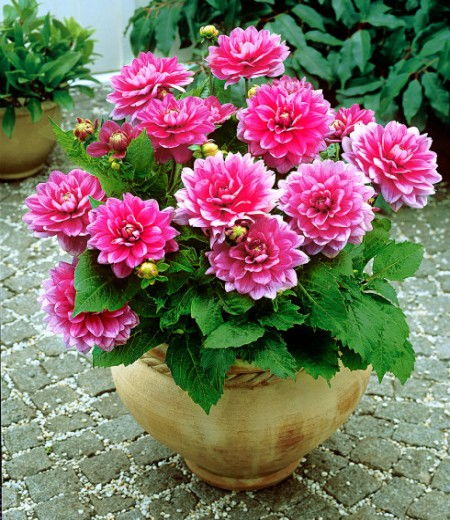 水仙花谢后，其球茎是否还能种植