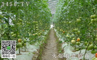 其他防治方法：百菌清之外的选择