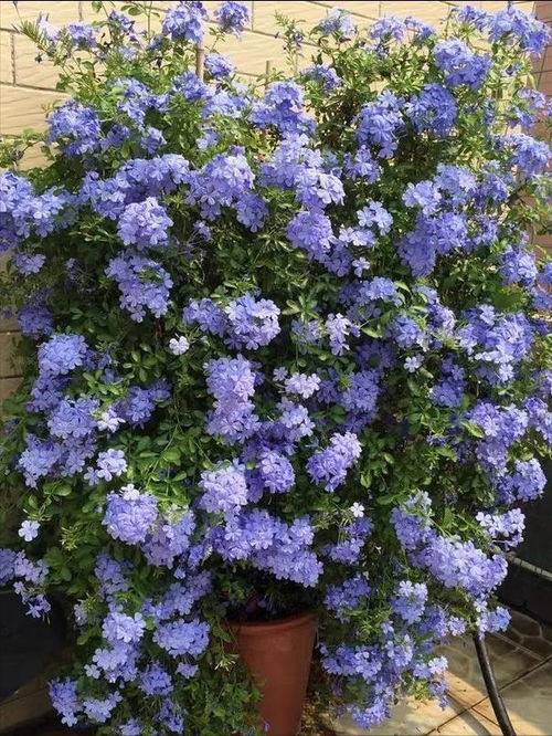 蓝雪花：棒棒糖形状的盆栽花卉