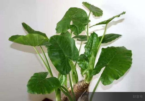 滴水观音菩萨美图，千姿百态