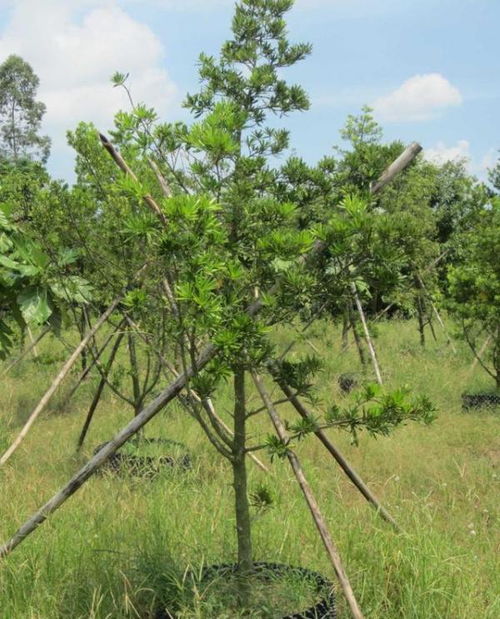 苗木网大揭秘：哪个苗木网好用，适合我购买优质苗木？