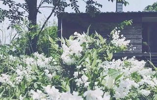 在冰天雪地中绽放的美丽