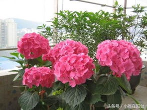 绣球鲜花怎么种土里？土壤选择有讲究吗