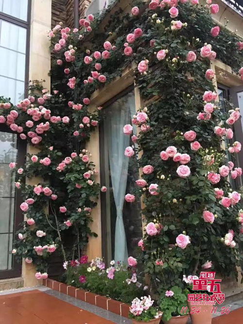 龙沙宝石月季复苏，如何避免根部积水？