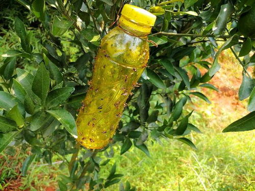 丝瓜害虫防治：选对农药， 守护家园