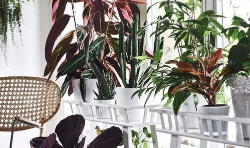 修剪与换盆, 绿植的塑形与新生