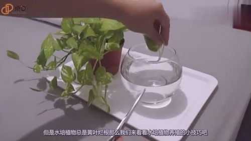 水培花卉养护秘诀