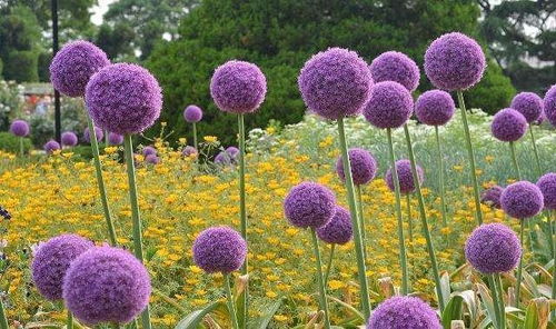 紫色花花的种类