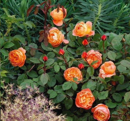 二、 秋季月季修剪技巧