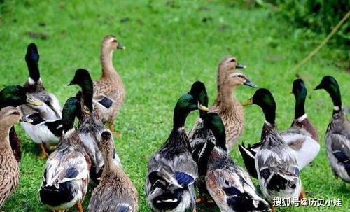 液体农药，鸭子怕不怕？