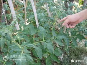 西红柿地里打什么除草剂效果好？