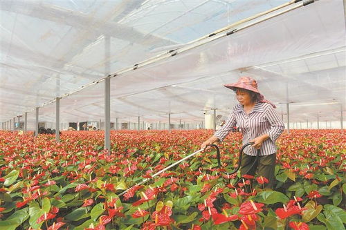 唐山三年内打造427个大型沼气花卉基地，助力绿色生态发展