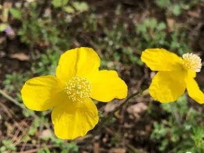 野花生命力惊人——少干预才是蕞好的养护