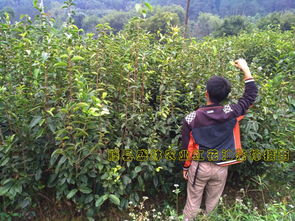 照顾幼苗， 像照顾孩子一样